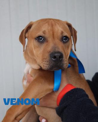 Adozione simpatici cuccioli di pitbull in canile