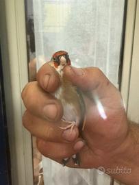 Uccelli
