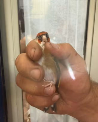 Uccelli