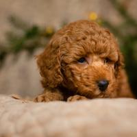 Barboncino Toy Ped Enci Disp