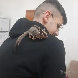 Petauro dello zucchero