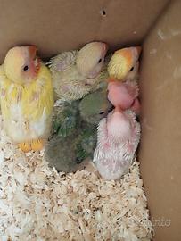 Pulli inseparabili da imbecco allevati a mano