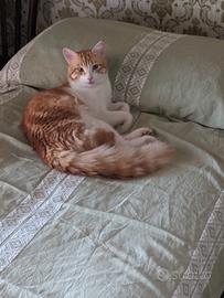  micia per accoppiamento 