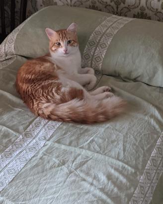 micia per accoppiamento 