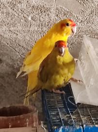 Cacarichi