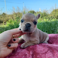 Bulldog francese blu fawn femmina