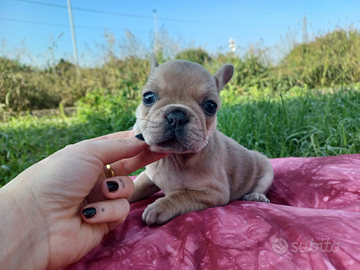 Bulldog francese blu fawn femmina