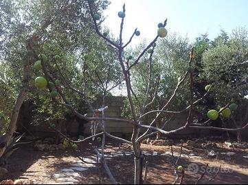 Villa singola a 300 metri dal mare