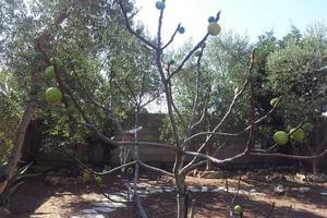 Villa singola a 300 metri dal mare