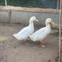 Anatra maschio adulto con femmina