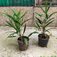 Palme da giardino 