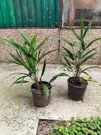 Palme da giardino 