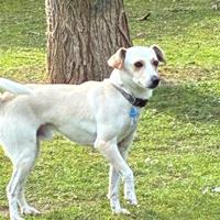 Cane meticcio dolcissimo ed affettuoso