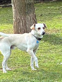 Cane meticcio dolcissimo ed affettuoso