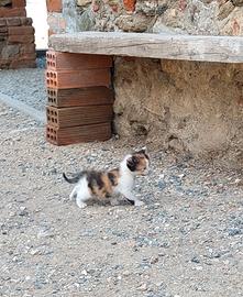 Gattine femmine