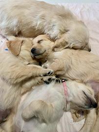 Cuccioli di Golden Retriever