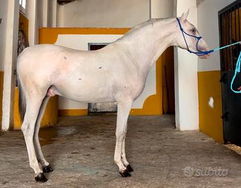 Cavallo Lusitano