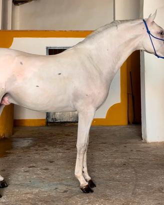 Cavallo Lusitano