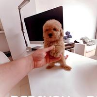 Cuccioli maltipoo, barboncino e maltese