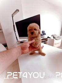 Cuccioli maltipoo, barboncino e maltese