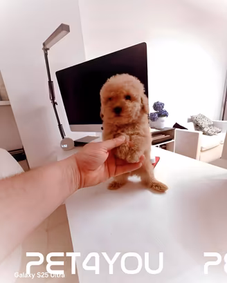 Cuccioli maltipoo, barboncino e maltese