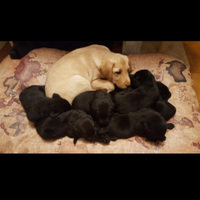 Cuccioli di labrador retriever