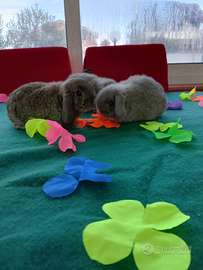 Conigli ariete nano minilop