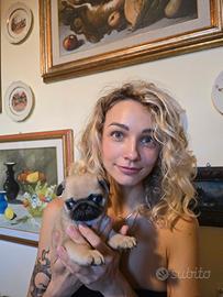 Cuccioli di Carlino con pedigree