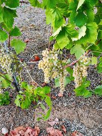 UVA da Vino - Qualità Malvasia e Vermentino