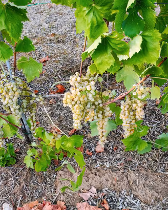 UVA da Vino - Qualità Malvasia e Vermentino