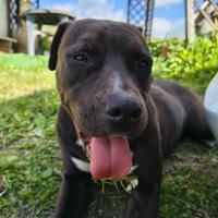 American pitbull
