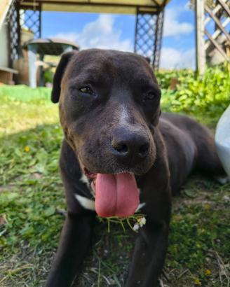American pitbull