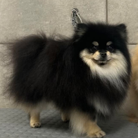 Spitz tedesco nano Pomerania