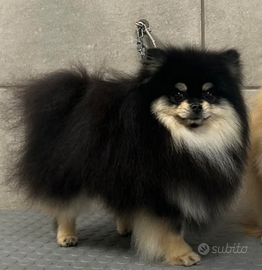 Spitz tedesco nano Pomerania