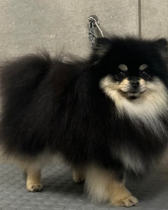 Spitz tedesco nano Pomerania