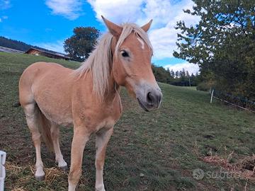 puledra  haflinger di 2 anni e mezzo