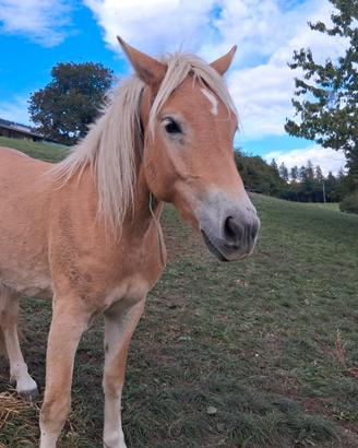 puledra  haflinger di 2 anni e mezzo