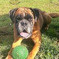 Augusto boxer puro di 5 anni e mezzo in adozione