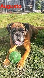 Augusto boxer puro di 5 anni e mezzo in adozione