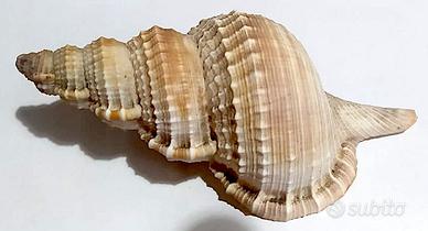 Conchiglia Tritone gigante cm 15