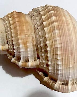 Conchiglia Tritone gigante cm 15