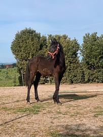 Puledro