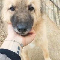 Brando/Ennio sui 4anni crescono in box insiemeBARI