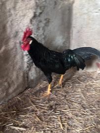 Gallo Livornese nero