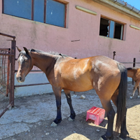 Cavalla dal manto baio