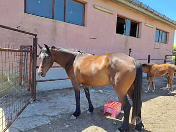 Cavalla dal manto baio