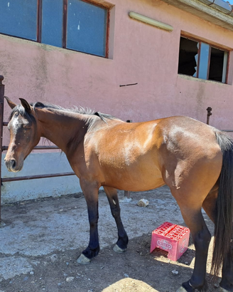 Cavalla dal manto baio