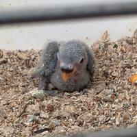 Pullo di agapornis (inseparabile)