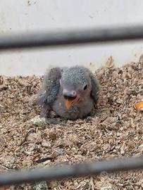 Pullo di agapornis (inseparabile)