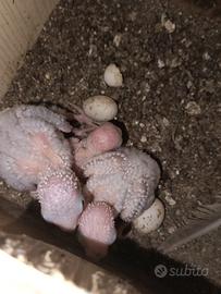 Pully di Pyrrhura hypoxantha Red factor da Imbecco